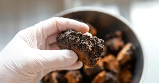 chaga mushroom