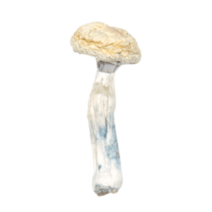 Albino Penis Envy Mushrooms