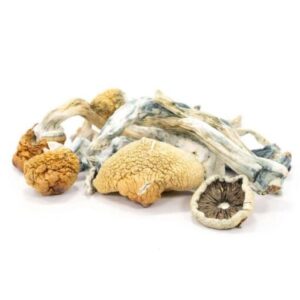 Blue Meanie Mushrooms